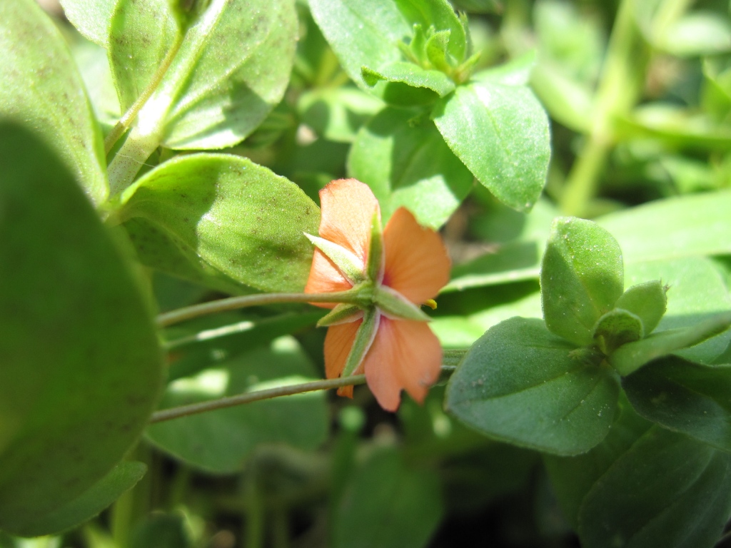 Lysimachia (=Anagallis) arvensis